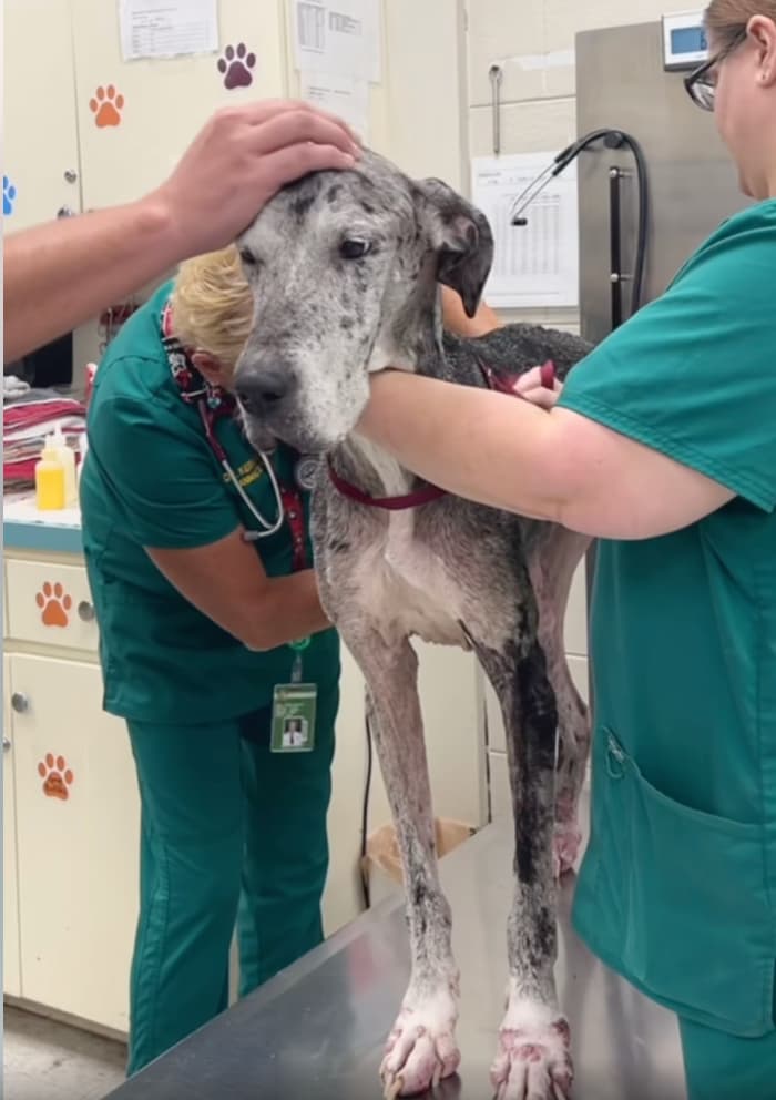 Starved, Scabbed, and Abandoned: The “Picky Eater” Excuse That Nearly Killed Two Dogs
